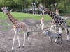Visión general: Zoo Emmen