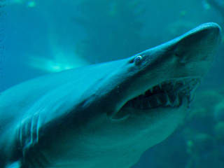 Das New England Aquarium in Boston © New England Aquarium