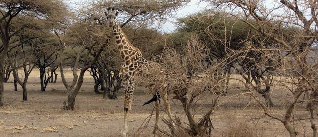 Destinos, actividades recomendables de ocio y excursiones de un día en África